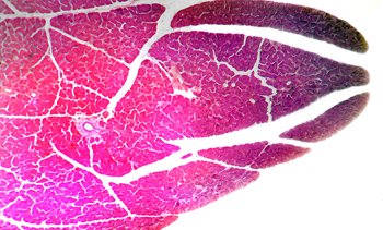 Dog Pancreas Cross Section